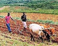 Life Today Today most Africans earn a living by farming.