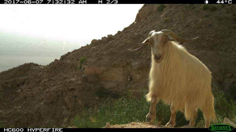 Figure 17 // Feral goats recorded