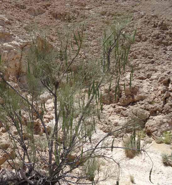 Many of these plant species are found in inaccessible wadis on the mountain, but other sites can be reached relatively easily, therefore we would encourage members of the public not to collect any