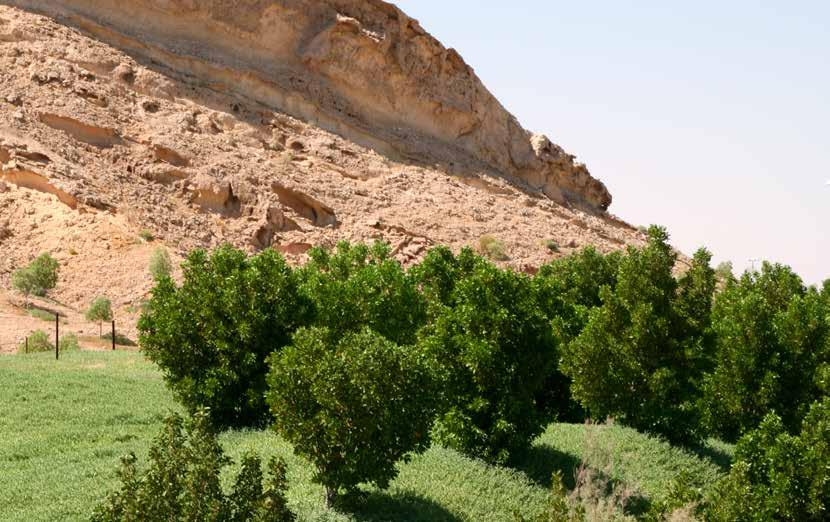 TOPOGRAPHY AND CLIMATE Jebal Hafit, lying south to the city of Al Ain, is an outlier of the Hajar mountains.