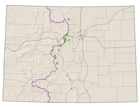 Draba grayana Gray s Peak whitlow-grass Federal status: USFS sensitive Heritage ranks: G2/S2 Global distribution: endemic to Colorado (Chaffee, Clear Creek, Grand, Huerfano, Larimer, Park, Pitkin,