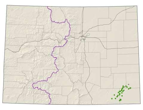 Frasera coloradnesis Colorado gentian Federal status: none Heritage ranks: G2G3/S2S3 Global distribution: Colorado endemic; (Baca, Bent, Prowers, and Las Animas counties) Elevation range: 4070-5800