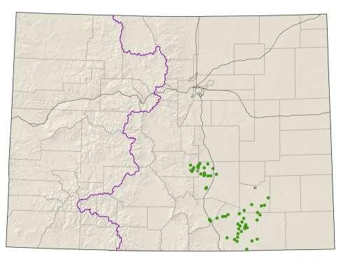 Oenothera harringtonii Arkansas Valley evening primrose Federal status: none Heritage ranks: G3/S3 Global distribution: endemic to Colorado (El Paso, Fremont, Huerfano, Las Animas, Otero, and Pueblo