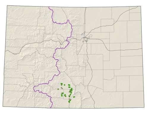 Cleome multicaulis= Peritoma multicaulis Many-stemmed spiderflower Federal status: BLM sensitive Heritage ranks: G2G3/S2S3 Global distribution: Mexico, Texas, Arizona, New Mexico, Wyoming and