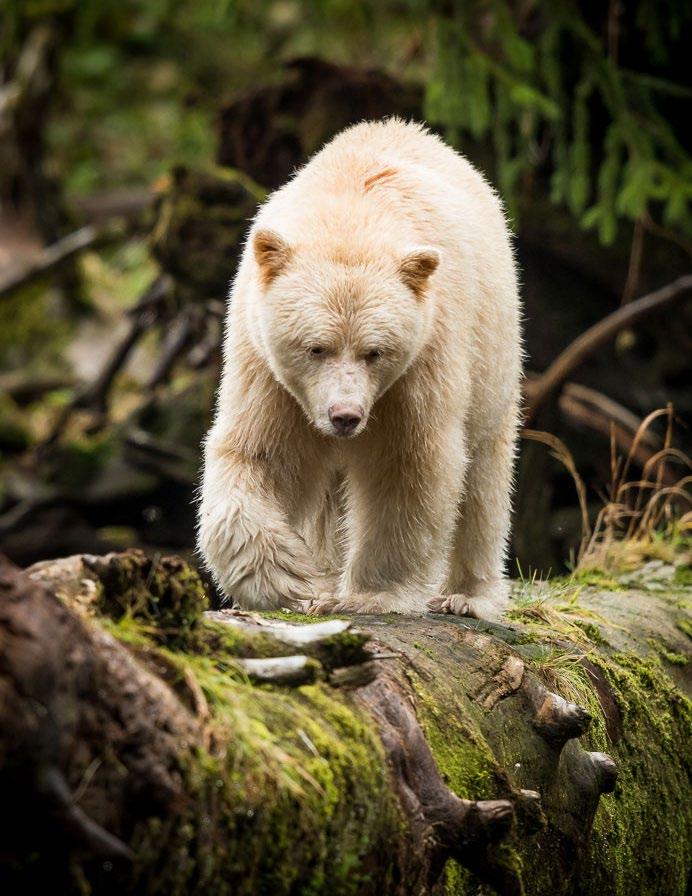 British Columbia s Great Bear Rainforest - Fall 2019 Edition 9-days
