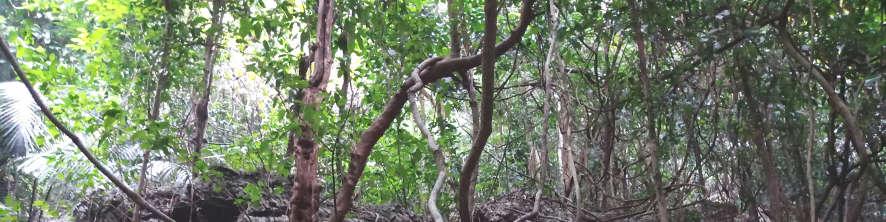 Figure 3. Habitat of Cyrtodactylus bobrovi in the limestone karst forest of Cuc Phuong NP Photo: Quang H. Nguyen IV.