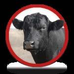 September 15, 2014 On September 15, 2014 we weaned 26 total calves, 14 Steers and 12 Heifers.