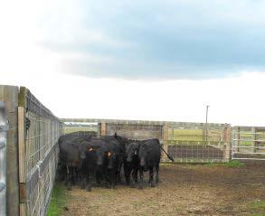 9/15/14 4:00 pm Rounded up Cows in trap 5:00 pm Met Cowboys at TA Travel Center/Ganado, TX to weigh empty weight on trailer.