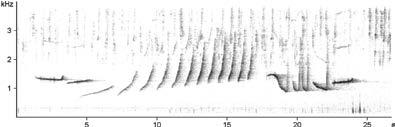 Distribution of the Northern Yellow-cheeked Crested Gibbon Female call Male call Fig.3. Differences between male and female gibbons songs of the northern yellow-cheeked gibbon in a sound spectrogram.