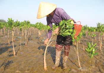 Local woman caring for mangroves in Hau Loc, Thanh Hoa CARE International in Vietnam In response to the 2004 Indian Ocean tsunami, (MFF) was established as a partnership-based initiative to promote
