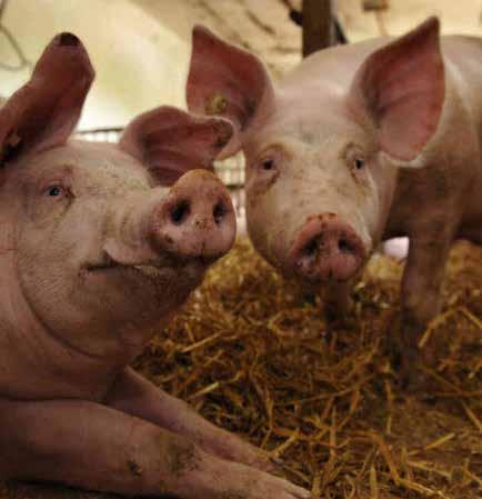 utilization 2011 2012 2013 Pig farm breeding pig 1500 1500 97.