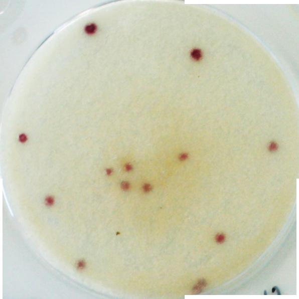 INTERPRETATION GUIDE 5 Coliform bacteria are gram negative bacteria that are sensitive to pasteurization.