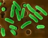 bacteria that live
