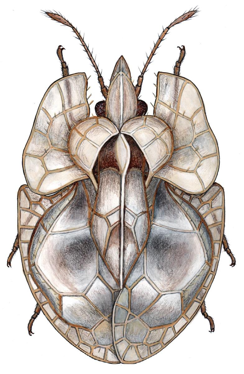 130 LJ. PROTIĆ et al. Figure 1. Hyalochiton komaroffii (Jakovlev, 1880), brachypterous individual (Drawing by: Aleksandar Stojanović) The habitat inhabited by T.