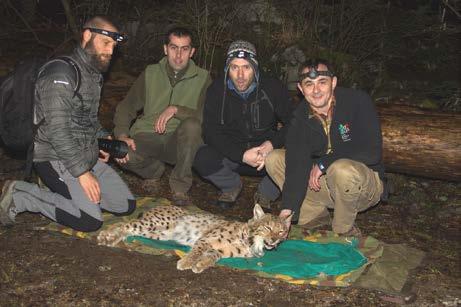 Lynx capture attempts were continued from the year 2015 when Peter Haswell and Josip Kusak have set three box traps for lynx capture at known lynx marking sites in Gorski kotar.