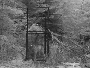 lynx was captured at Preka kosa site in PLNP.