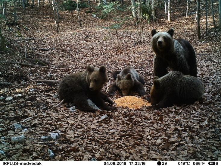 Figure 90: Trap camera photo of bear family including B51 Jakov and the mother B53 Jasna Around 06 July 2016, less than two months after capture Jakov was found dead
