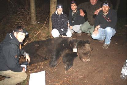 Figure 92: 09.05.2016 B52 Daniel capture at Plitvice Figure 93: B53 Jasna captured on 29 May 2016 at Plitvice Table 10: Home ranges (MPC) of bears tracked in the period 2015-2017.