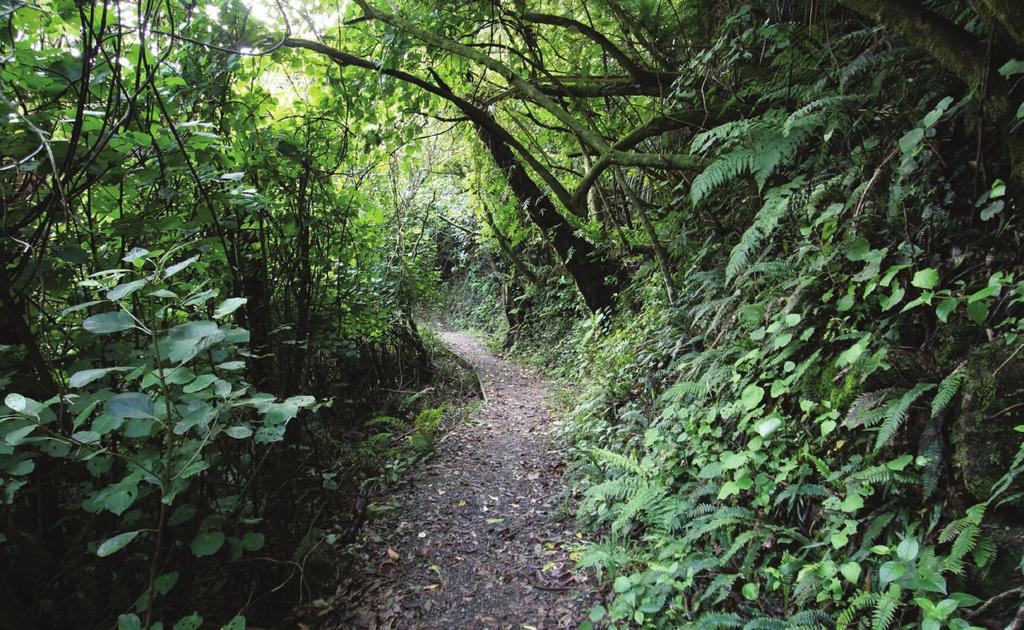 A Native Wonderland Whether you re on the track for an easy picnic or a serious tramp, keep an eye out on for the large bush dragonfly or New Zealand s native carnivorous land snail and its favourite