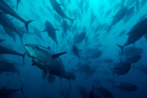 Fisheries Programme Bluefin tuna Making Trawling Sustainable