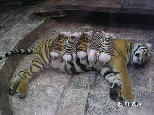 The Parting Shot In a zoo in California, a mother tiger gave birth to a rare set of triplet tiger cubs.