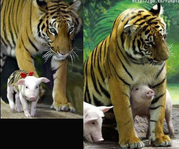 The doctors decided that if the tigress could surrogate another mother's cubs, perhaps she would improve.