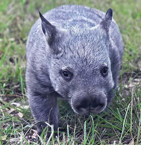 Wombats for their governorship year, and Central Blue Mountains Rotary, home to
