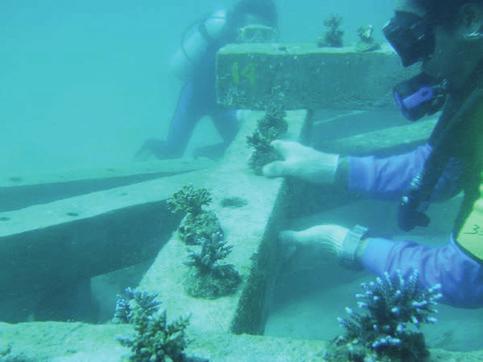 Coral restoration and protection in Serangan Island.