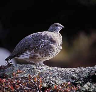 20 21 Wildlife Seeing wildlife is always exciting and Gros Morne offers lots of viewing opportunities for visitors. Whether it s birds or mammals, the park is home to a variety of species. S.Gerrow T.