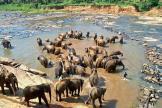 Katunayake Pinnawala Elephant Orphanage Cinnamon Lodge * Get closer to the giants of the planet to discover their tender side.