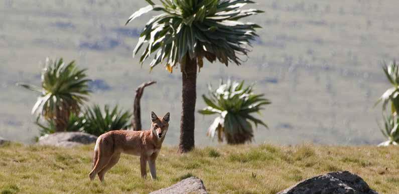 simien mountains The jagged peaks and deep valleys are home to rare and endemic wildlife including the Ethiopian wolf, Gelada