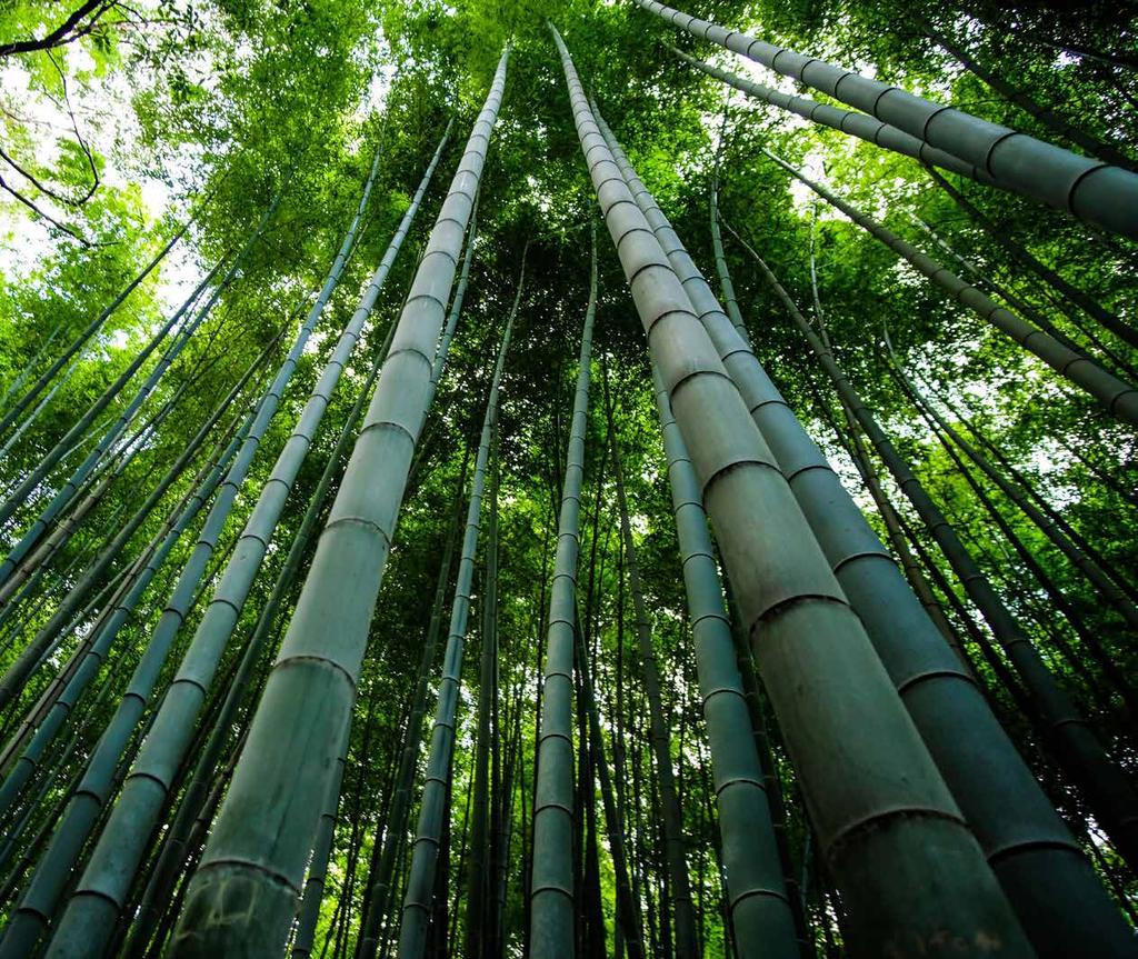 The Arashiyama Bamboo Grove is one of Kyoto s top sights and standing