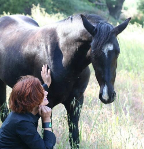 Sunday, April 30: Natural Connection with Horses Equine Experience Fee: $125 (Adults only over 18 years of age) Time: 8:00 11:00 am Location: The Healing Equine Ranch 26500 Agoura Rd.