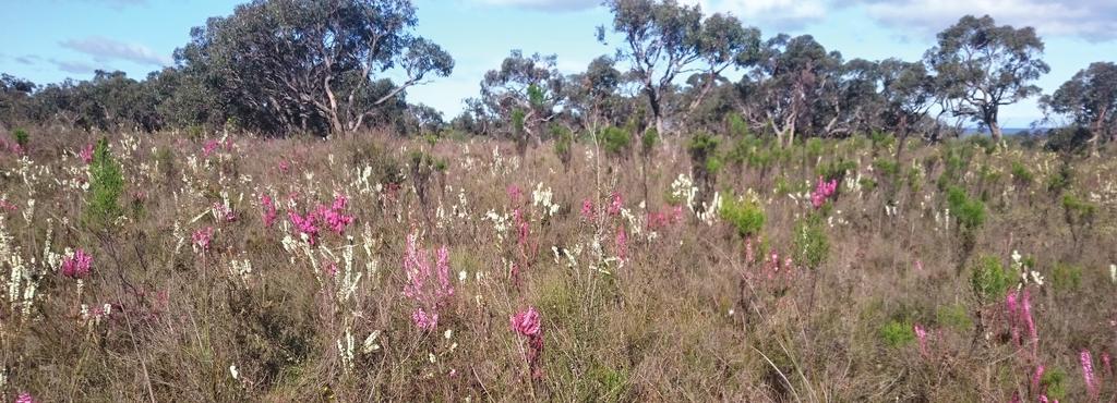 photo credit: ANGAIR Anglesea Heath Land Management Summary The Anglesea Heath (6,501 ha) was incorporated into the Great Otway National Park in January 2018.