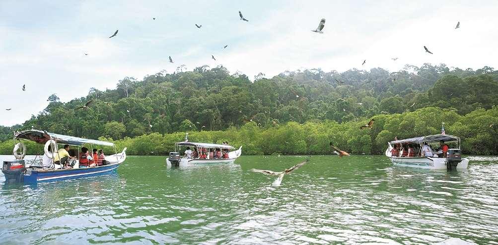 A discovery of the inner heart of Langkawi : Eagles and Mangroves at