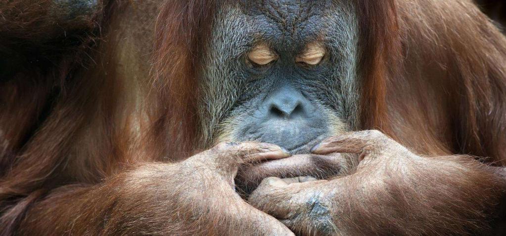 The Heart 2 Heart sustainable project to support the Orang Utan