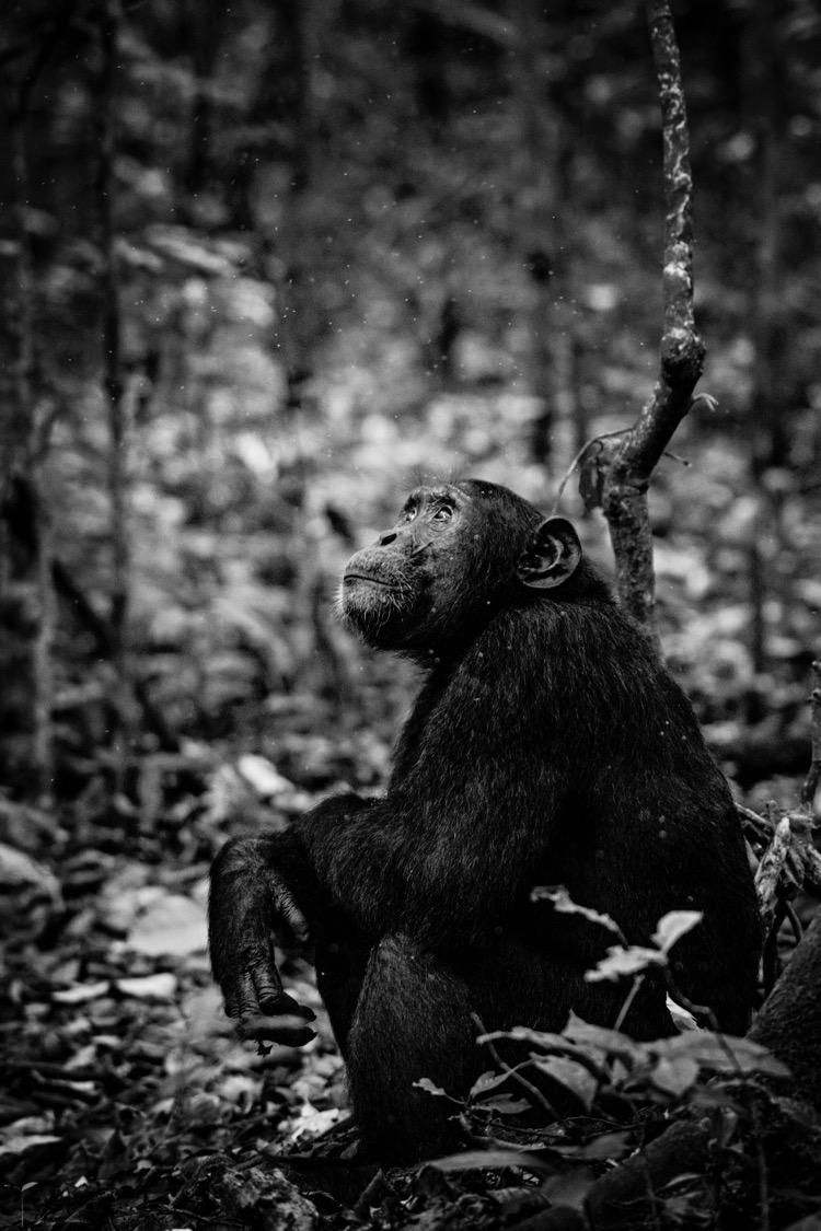 Jan 26- Kibale Forest National Park Chimpanzee Trek Morning-Chimpanzee Track. The Kibale Forest is reputable of having the greatest variety and highest concentration of primates in East Africa.