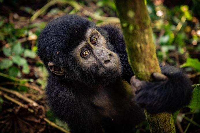 Looking deep into the expressive brown eyes of the Gentle Giants of the Bwindi Impenetrable Forest National Park surely is the most exciting and poignant wildlife encounter that Africa has to offer.