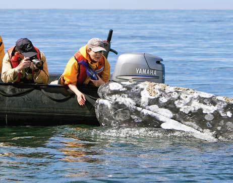 Baja California: Among the Great Whales 8 Days/7 Nights - National Geographic Sea Bird & National Geographic Sea Lion DEPARTURES: 2009 Jan. 10, 17, 24, 31; Feb. 7, 14, 21, 28; Mar.