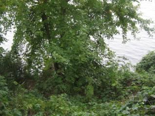 Embankment is steep and overgrown with small trees and brush. Several encroachments blocking access to water.