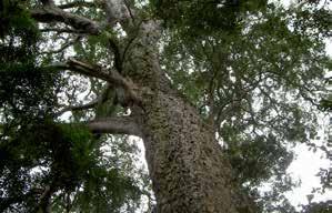 Calling all nature lovers The magnificent fairytale Tsitsikamma Forest on the Garden Route is renowned for its exquisite yellowwood trees, which are protected under the country s National Forests Act.