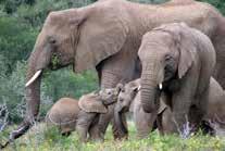 COM for more information KIRKWOOD ADDO COLCHESTER BIG 7 DESTINATION The Addo Elephant National Park, with its core situated in the Sundays River Valley and stretching from the Karoo region north of
