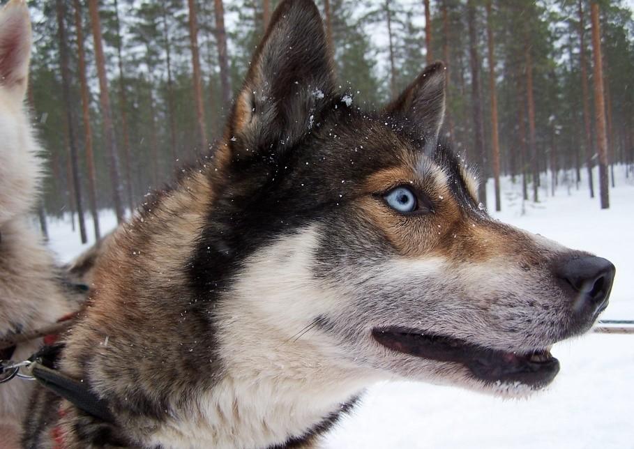 Finland 8 s Wild Wilderness Adventure This is definitely a winter trip with a difference.