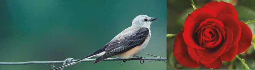 Oklahoma State Flower ~ Rose Oklahoma State Bird Scissor-Tailed Flycatcher Newcomer Information Post Offices US Post Office 2920 S. 129th E. Ave. (918) 664-1791 US Post Office 9023 E. 46th St.