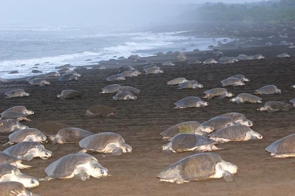 PUERTO CARRILLO Leatherback and Olive Ridley Sea Turtle Tour Peak time August to December This beach is a protected area, just south of Carrillo Beach which along with the Ostional Wildife Refuge,