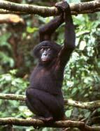 A IA Niger R. IVORY COAST John Watkin/ ICCE Adva n c i n g A f r i c a T he MALI BURKINA FASO TOGO GHANA Congo Heartland C.R. Shol l e y BENIN Lush rainforests and riverbanks give shelter to the fascinating bonobo the most human-like EQUATORIAL GUINEA of all the primates.