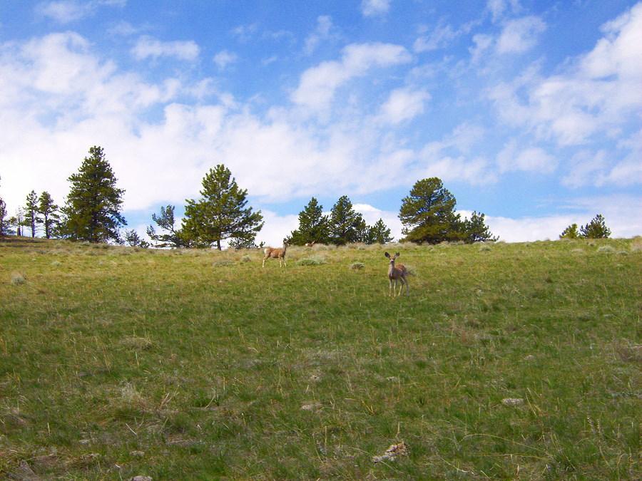 RECREATION Paul s Place is home to an abundant supply of mule deer and trophy bucks. A native herd of elk roam this and neighboring ranches.