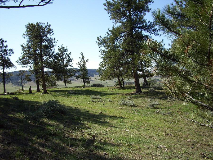 This ranch can be easily managed with the Owners goals in mind, whether as a horse ranch, home for a few cattle or mix the two as you see fit.
