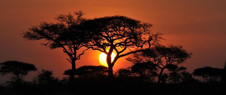 Spreading over 19,000 square kilometers, Kruger park is one of the largest game reserves on the continent.