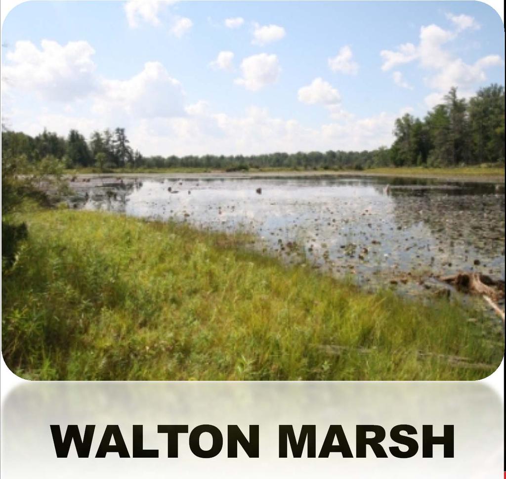 WALTON MARSH RAILROAD TIES A PROJECT SURVEY BY COLIN FRYE Supervisor: Dr.